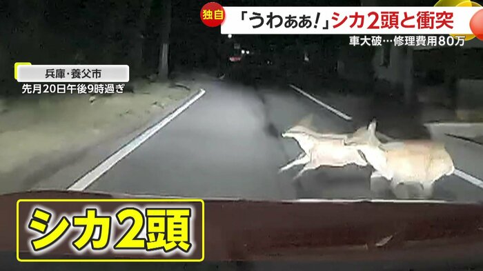 車の前に飛び出してきたのは「シカ」(FNN投稿サイト「ビデオPost」)