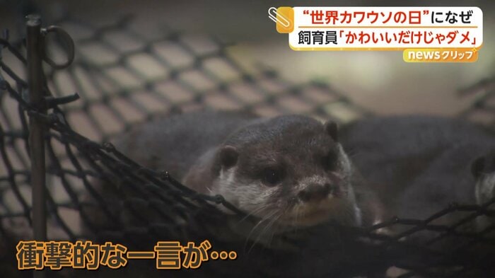 福岡市動物園で暮らすコツメカワウソたち
