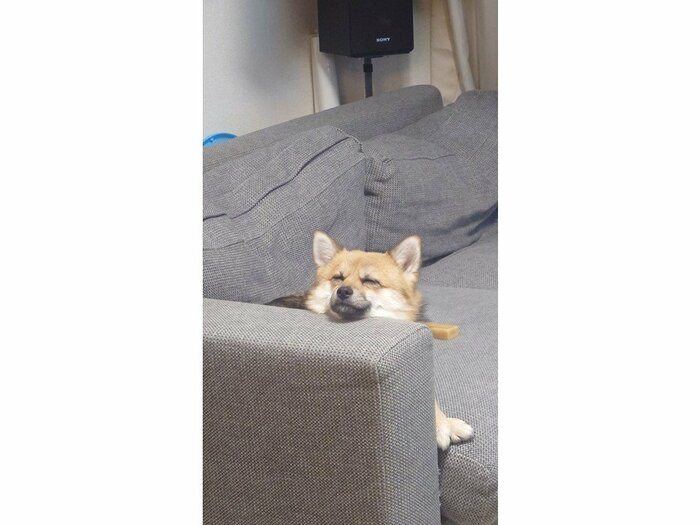 肘置きからひょっこり