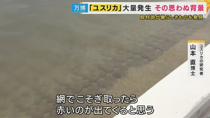 ユスリカの巣