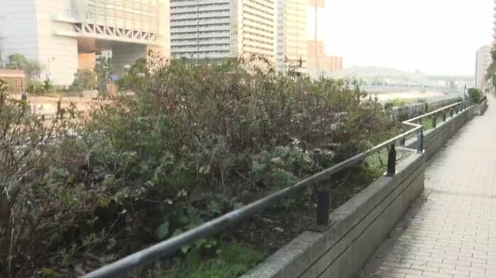 遺体が見つかったあたりの植え込み