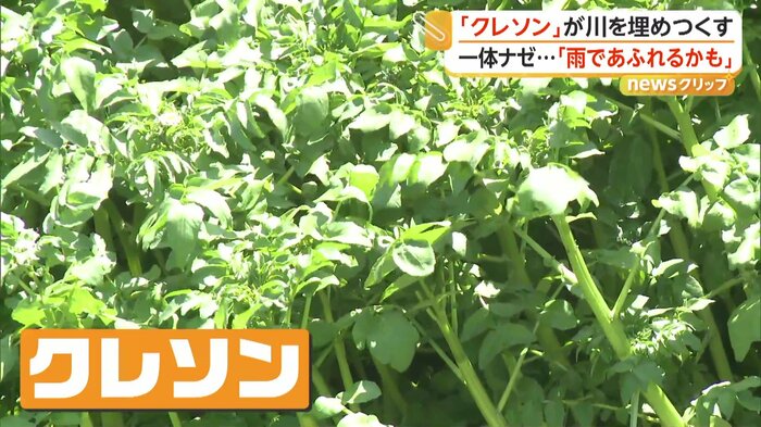 川で育っていたクレソン