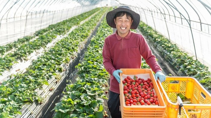 いちご農家 村田和寿さん