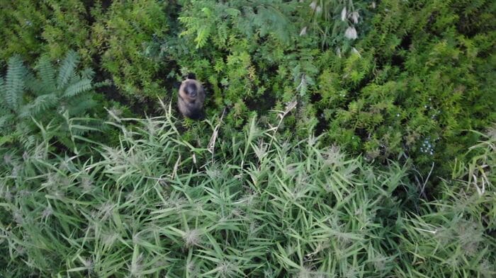 ドローンを見つめるクマ（提供:北海道猟友会三笠支部）