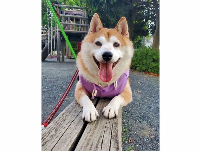提供:柴犬ななさん