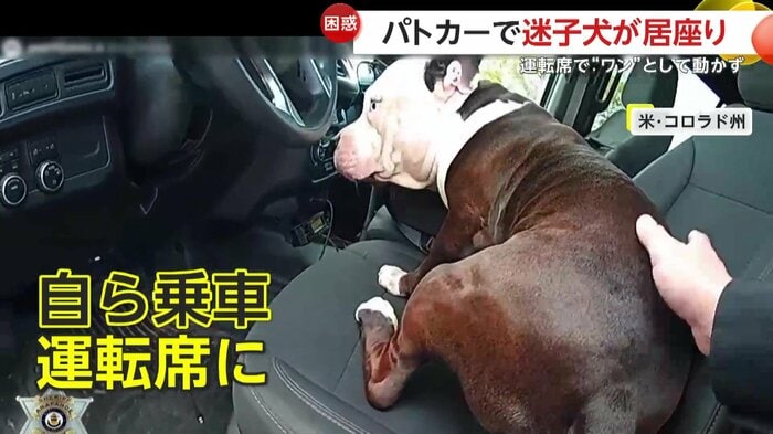 運転席にどっしりと座り込む犬(Arapahoe County Sheriff's Office)