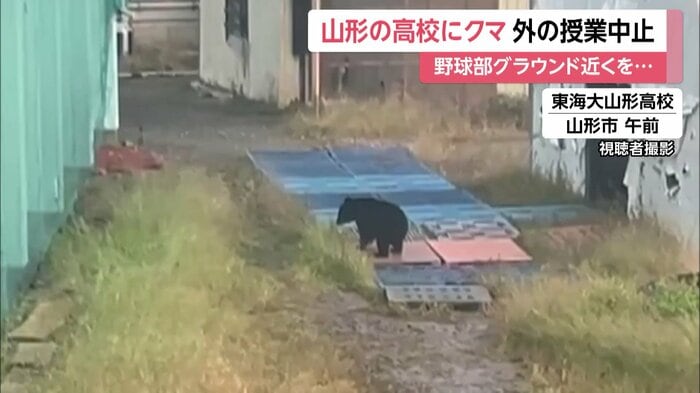 東海大山形高校の敷地内に侵入したクマ
