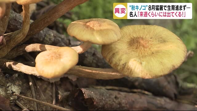 秋の味覚に異変 『秋キノコ』 8月の猛暑で生育進まず… 例年の5%ほど 名人「来週くらいには」