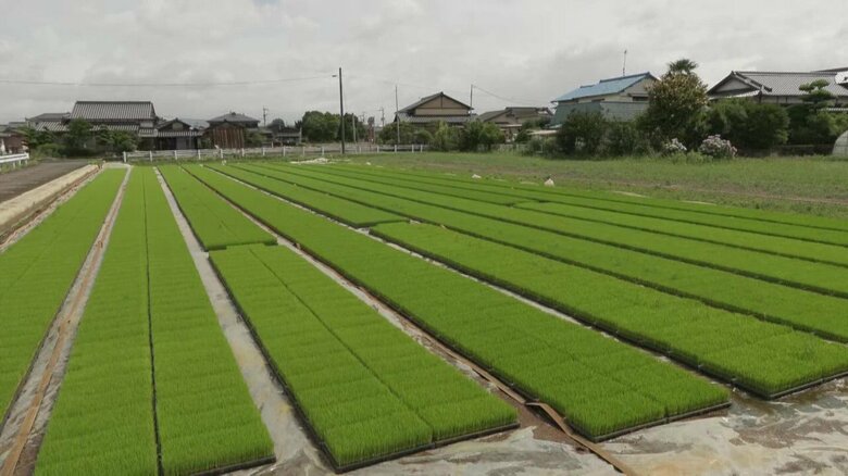 “暑さに強い米” 新品種「ひなたまる」開発 高温でも品質低下せず虫や病気にも強いコメ 今シーズンから栽培始まる｜FNNプライムオンライン