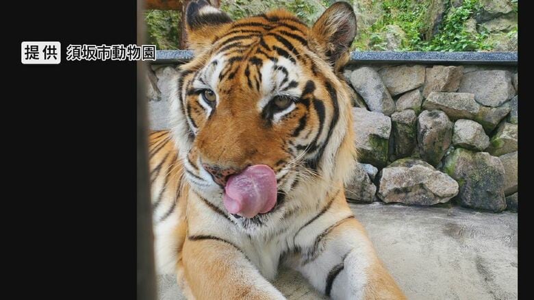 人気者のトラ「臥桜（がお）」天国へ　20歳オスで「国内最高齢」のベンガル系　夏には双子のメス「未桜（みお）」が旅立つ｜FNNプライムオンライン