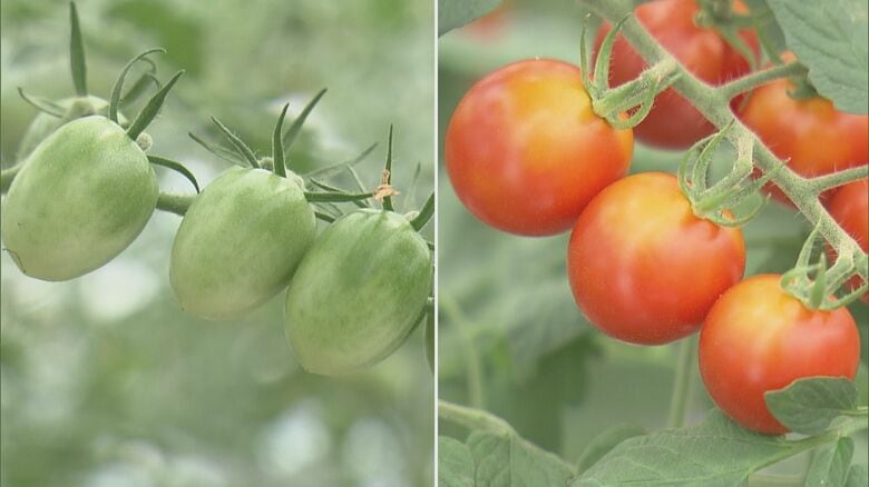 猛暑と少雨が影響…トマトなどの『夏野菜』が値上がり 直射日光による“焼果”で一部出荷を断念した農家も｜FNNプライムオンライン
