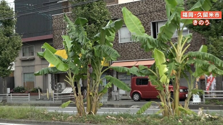 中央分離帯で“無許可バナナ”栽培　植えた本人を直撃！「バナナで緑にすればと思って…」住民は「なんかかわいい」【福岡】｜FNNプライムオンライン