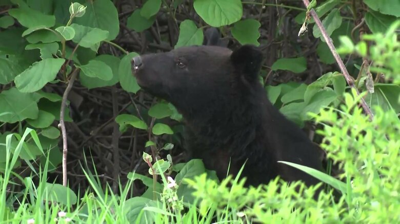 「他人事ではない」盛岡の市街地でクマの目撃情報相次ぐ　岩手大学から約3km離れた住宅街でも｜FNNプライムオンライン