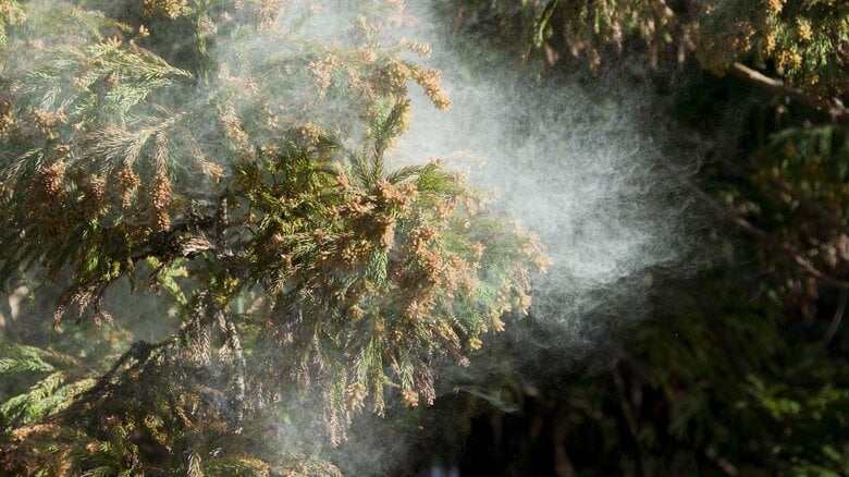週末から来週は再び“花粉猛威”…寒の戻りの影響でピークはこれから　ヒノキ花粉は4月下旬にかけて注意｜FNNプライムオンライン