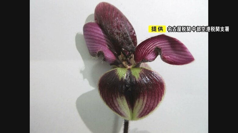 ラン科の“パフィオペディルム”の苗など…輸入規制の植物288点を密輸しようとしたか 79-84歳の男性3人を告発｜FNNプライムオンライン