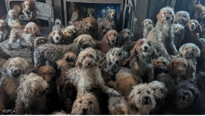 「AI画像では?」家を埋め尽くす264匹の犬たち 痛ましい光景に救出スタッフ「全員が涙」 多頭飼育崩壊が急増する背景 イギリス|FNNプライムオンライン
