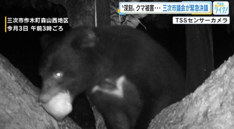深刻　クマ連日出没　１軒の農園だけでナシ５０００個以上被害か…対策強化求め緊急決議　広島・三次市議会｜FNNプライムオンライン