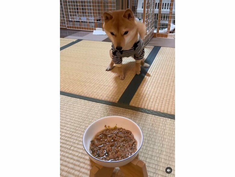 提供:豆柴 えだまめくんさん