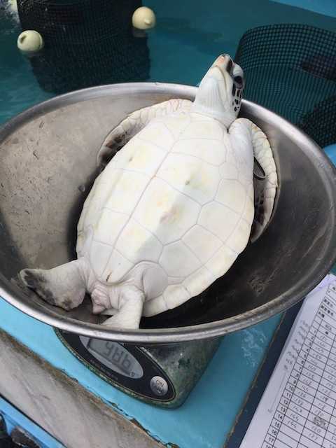 (画像提供:エバーラスティング・ネイチャー)