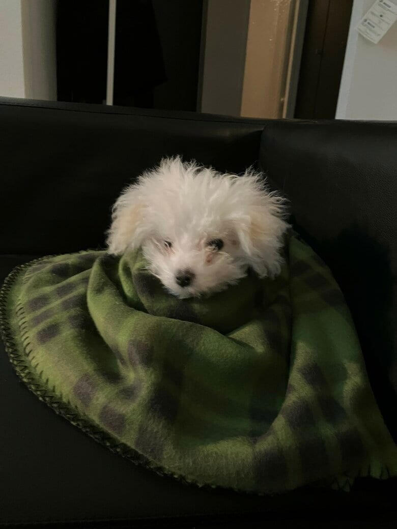 提供：白く、柔らかな犬さん