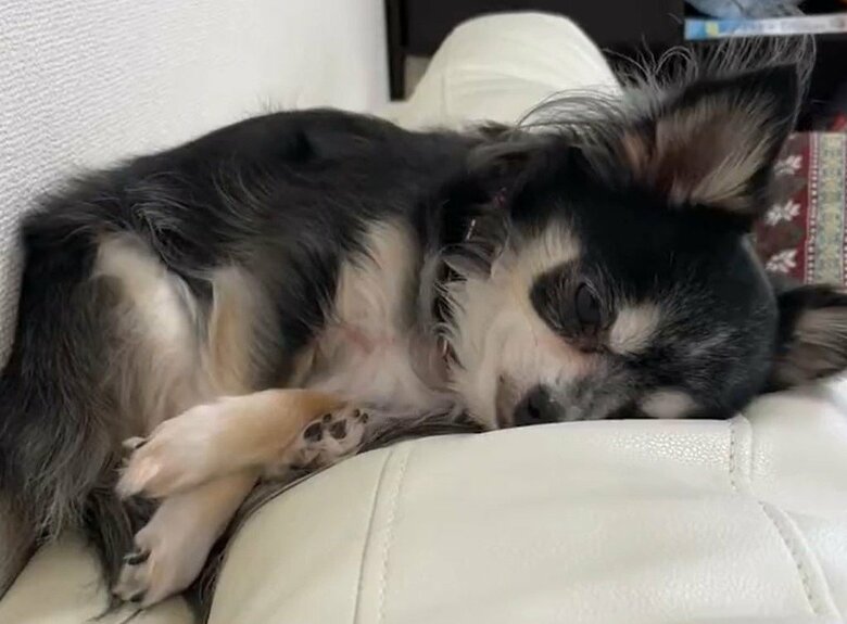 ちっぷちゃんはここがお気に入りだという