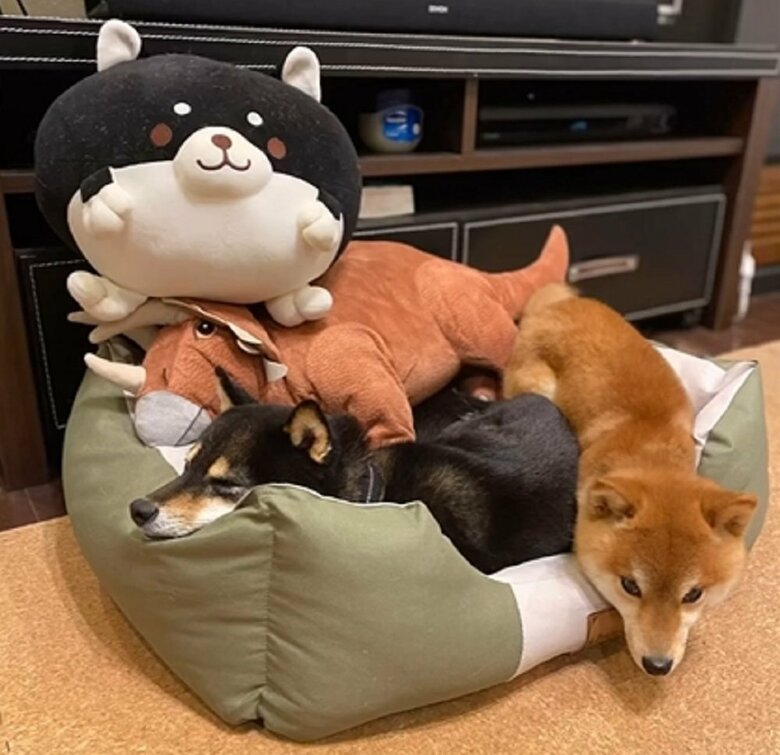ぬいぐるみたちと一緒に