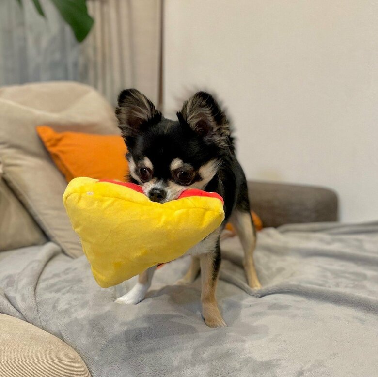 提供：チワワのごまじろーさん