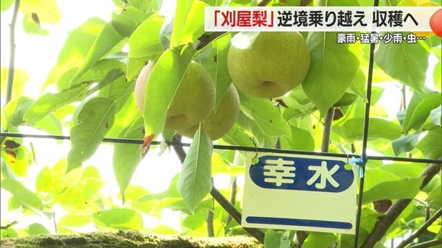 8月下旬に収穫される甘くてみずみずしい主力品種「幸水」