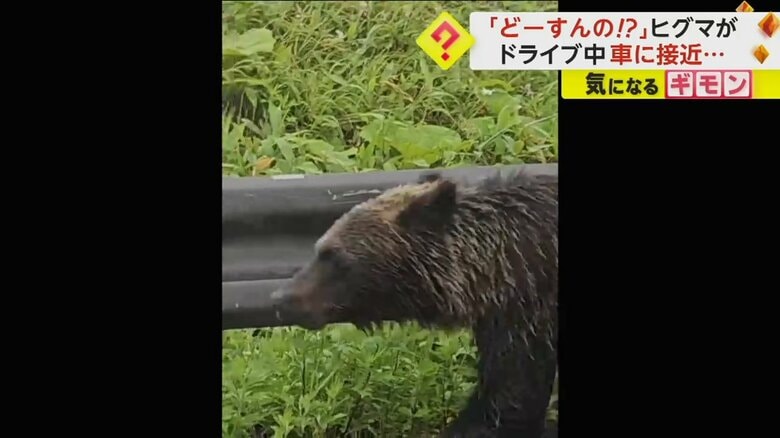 車のすぐ横を歩くヒグマ（FNN投稿サイト「ビデオPost」）