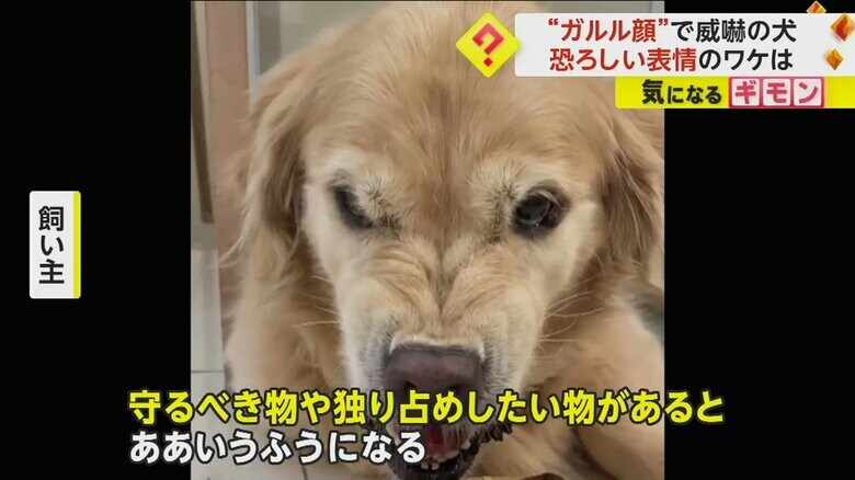 歯をむき出して、カメラをにらみつけるルーシーちゃん