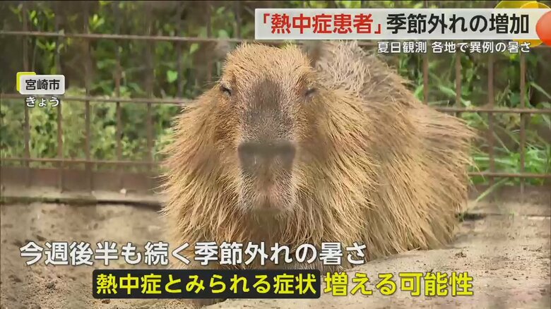 宮崎市内で土の上に座り込むカピバラ