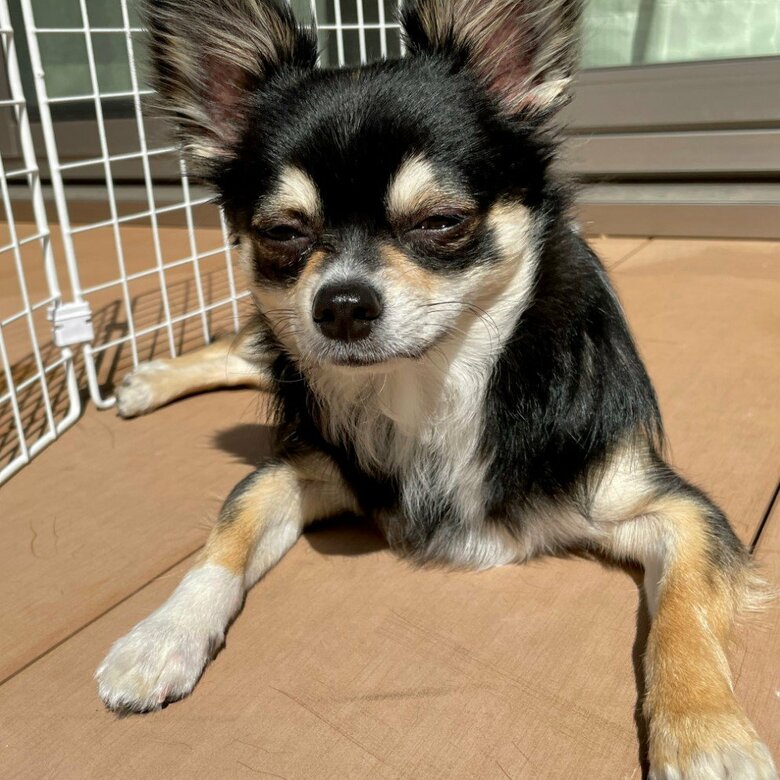 提供：チワワのごまじろーさん