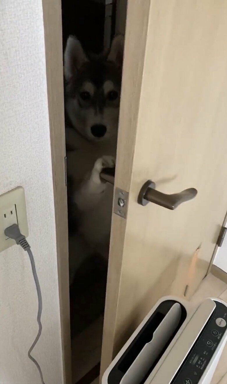 賢くもなり、自分で扉を開けられるようになった