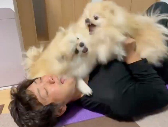 目と口を大きく開いてパパの取り合い（提供：愉快な3姉妹ポメラニアンちゃんねるさん）