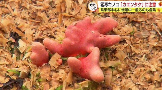 5本指を広げたような形も