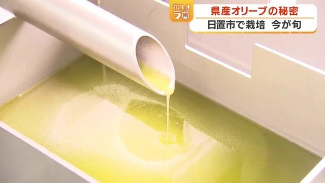 搾油されたオリーブオイル