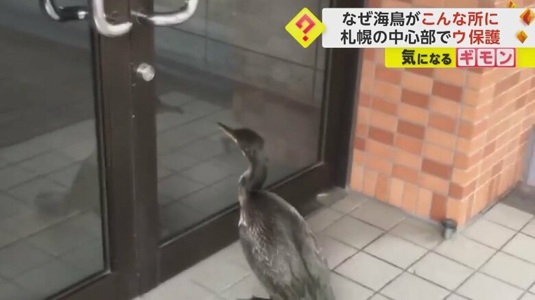 建物の扉に近づくウ