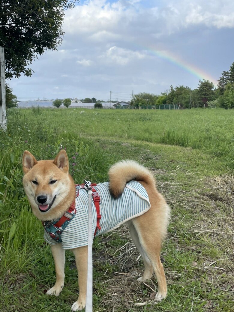 提供：柴犬まるやん日記さん