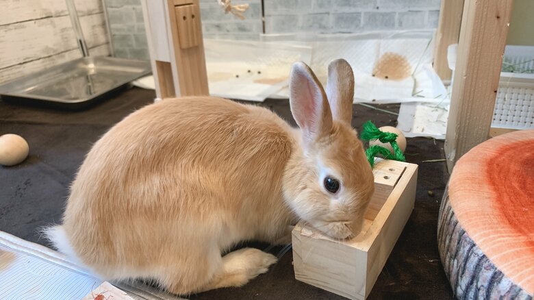 提供：げんまいとうるちさん