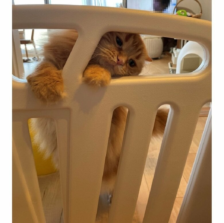 ベビーサークルにしがみつく、ちくわちゃん