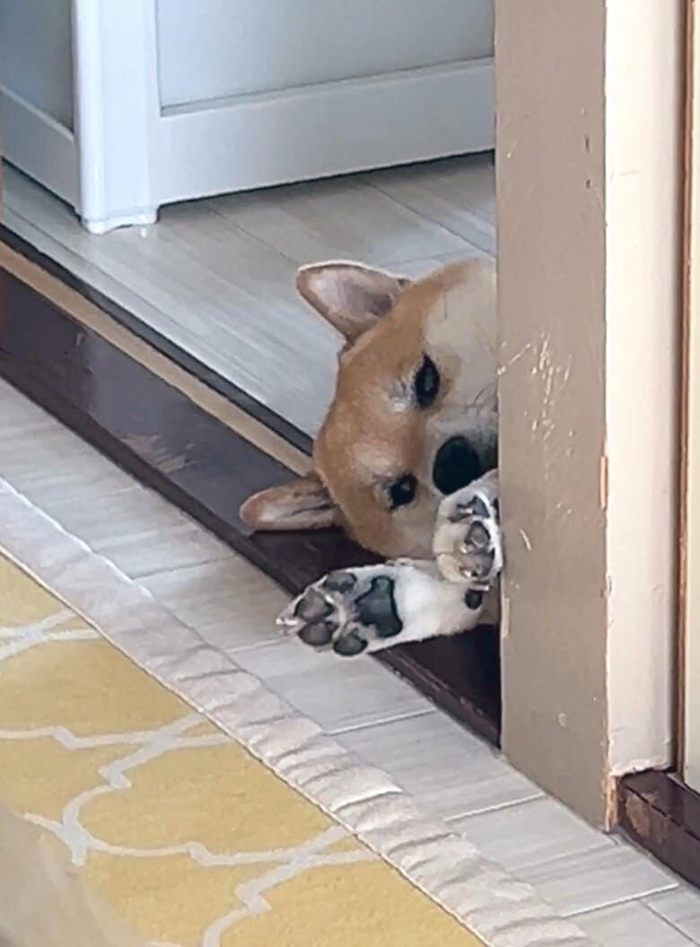 提供：柴犬ふう太さん
