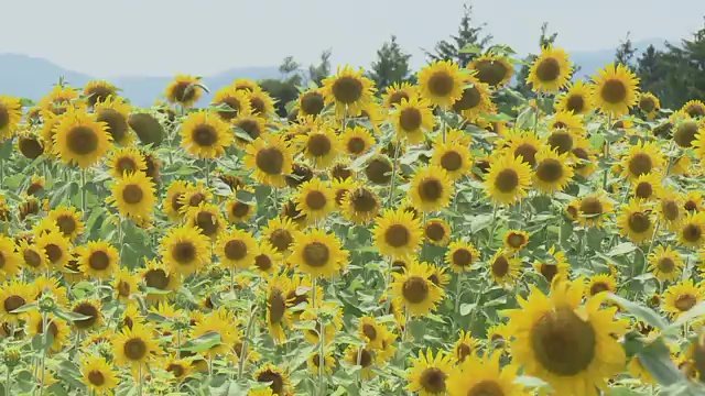 畑一面に妻が好きだったヒマワリを植えた