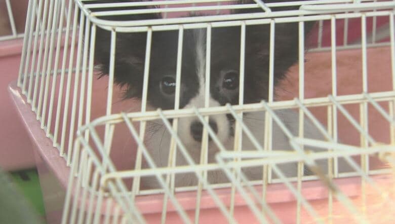 犬舎から運び出された犬