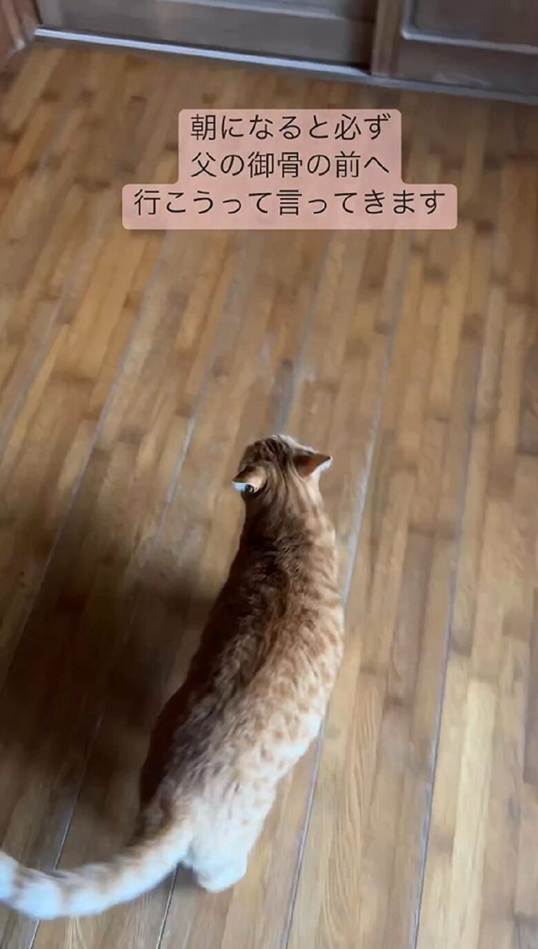 「こっちだよー」というように鳴きながら進む