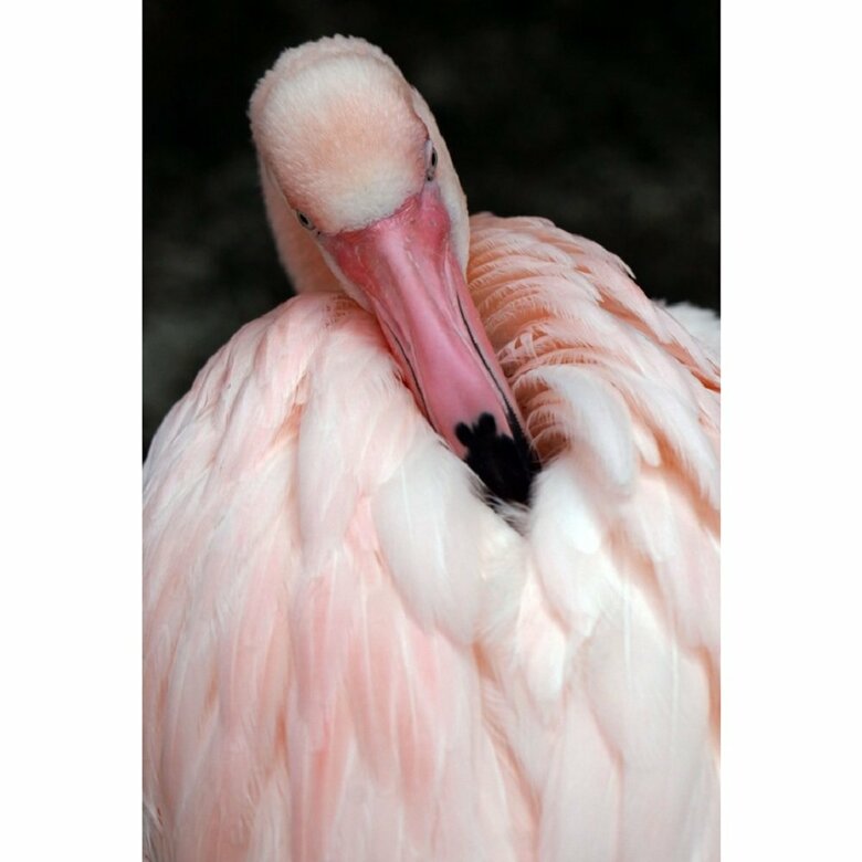 フラミンゴ（提供：富士花鳥園）