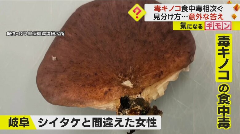岐阜県の女性が食中毒になった、シイタケとよく似ている毒キノコ