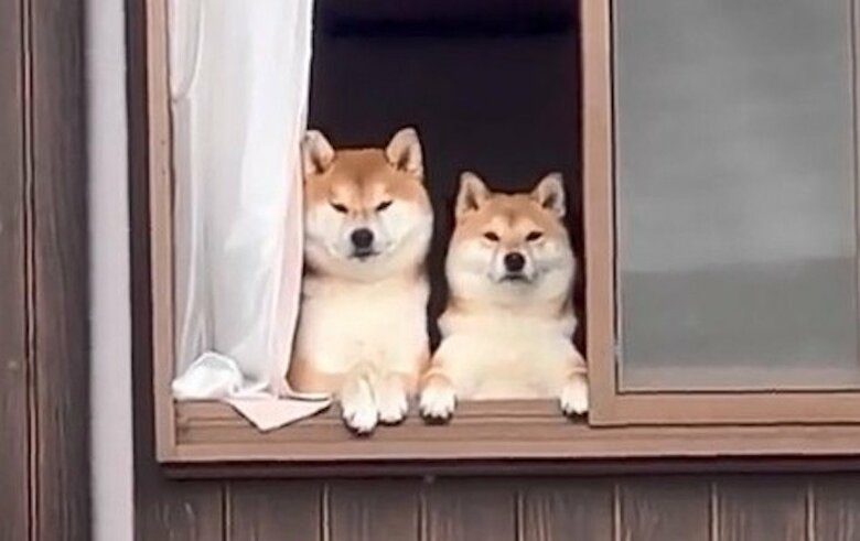 提供：@Shibamugi28