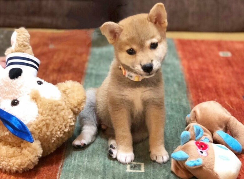 子犬時代のももちゃん