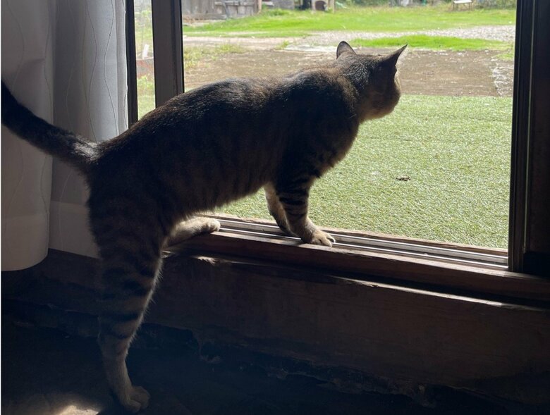 ゴン蔵くんが出入りする瞬間