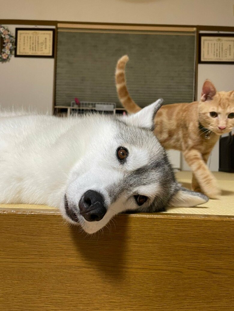 提供：かもしかさん